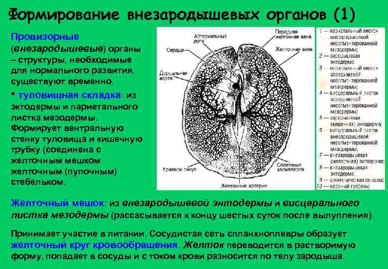 Формирование внезародышевых органов (1) Провизорные (внезародышевые) органы – структуры, необходимые для нормального развития, существуют
