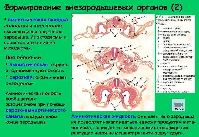 На рисунке иллюстрирующем развитие зародыша птицы провизорные органы отмечены цифрами