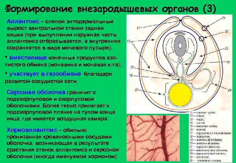 Источники образования стенки желточного мешка у млекопитающих