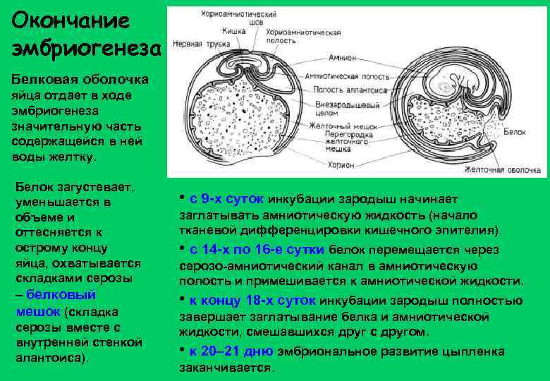 Окончание эмбриогенеза Белковая оболочка яйца отдает в ходе эмбриогенеза значительную часть содержащейся в ней