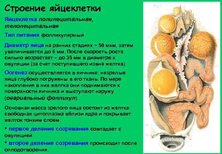 Строение яйцеклетки Яйцеклетка полилецитальная, телолецитальная Тип питания фолликулярный Диаметр яйца на ранних стадиях ~