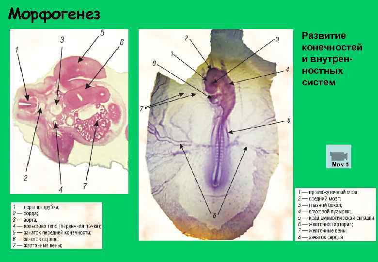 Морфогенез Развитие конечностей и внутренностных систем Mov 5 
