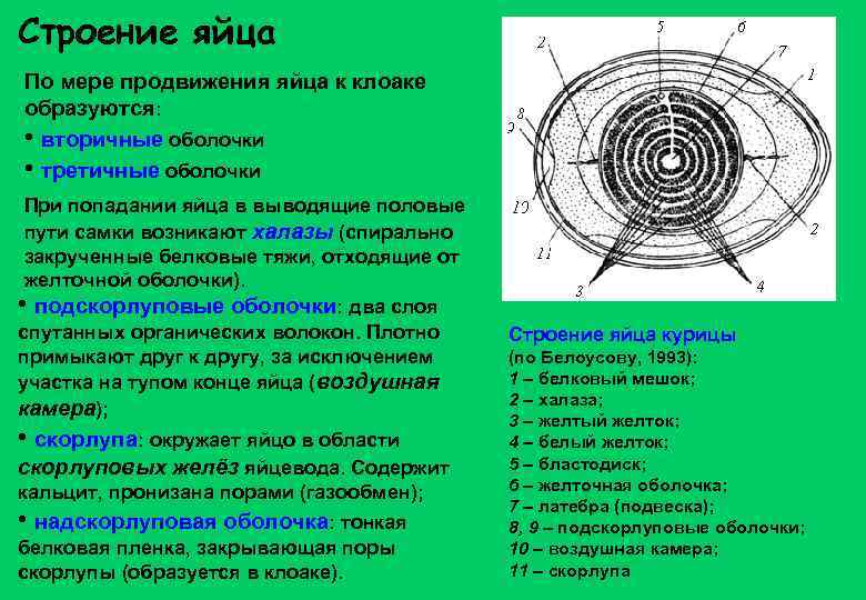 Строение яйца По мере продвижения яйца к клоаке образуются: • вторичные оболочки • третичные