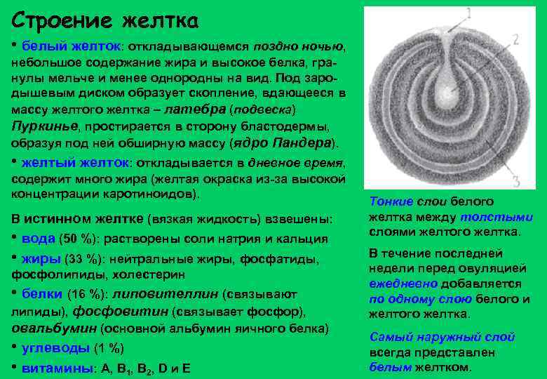 Строение желтка • белый желток: откладывающемся поздно ночью, небольшое содержание жира и высокое белка,