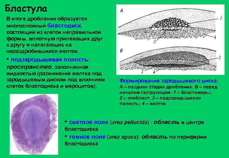 Бластула В итоге дробления образуется многослойный бластодиск, состоящий из клеток неправильной формы, вплотную прилежащих