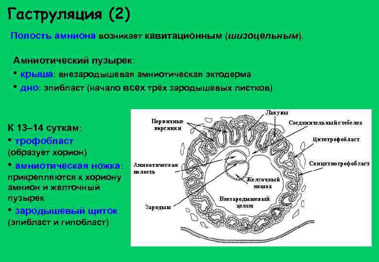 Гаструляция (2) Полость амниона возникает кавитационным (шизоцельным). Амниотический пузырек: • крыша: внезародышевая амниотическая эктодерма