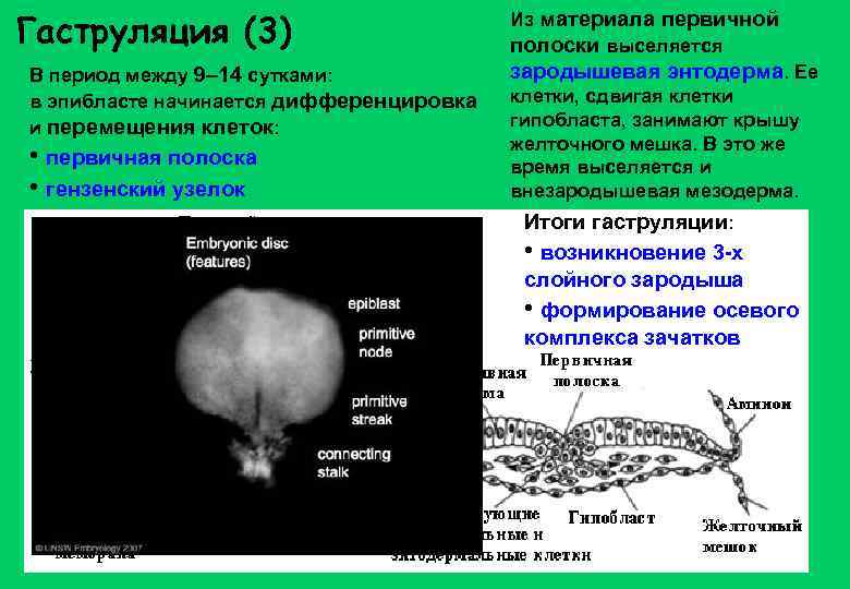 Гаструляция (3) В период между 9– 14 сутками: в эпибласте начинается дифференцировка и перемещения