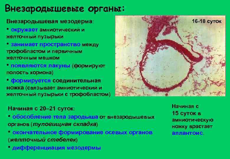 Внезародышевые органы: Внезародышевая мезодерма: • окружает амниотический и 16 -18 суток желточный пузырьки •