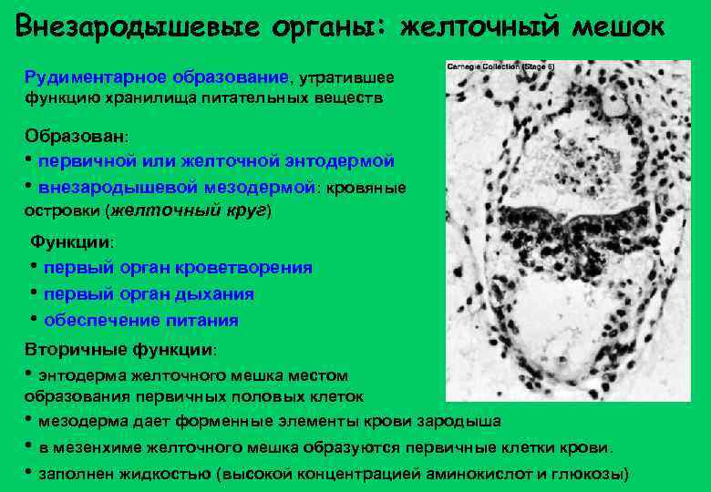 Источники образования стенки желточного мешка у млекопитающих