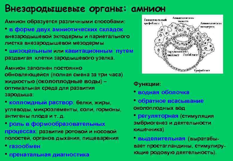 Внезародышевые органы: амнион Амнион образуется различными способами: • в форме двух амниотических складок внезародышевой
