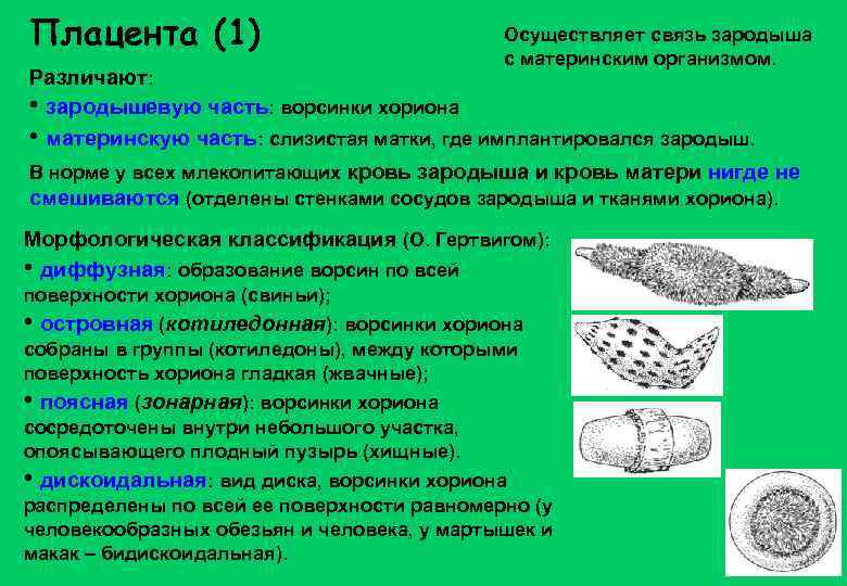 Плацента (1) Осуществляет связь зародыша с материнским организмом. Различают: • зародышевую часть: ворсинки хориона