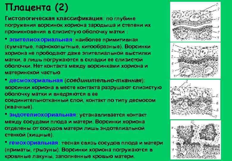 Плацента (2) Гистологическая классификация: по глубине погружения ворсинок хориона зародыша и степени их проникновения
