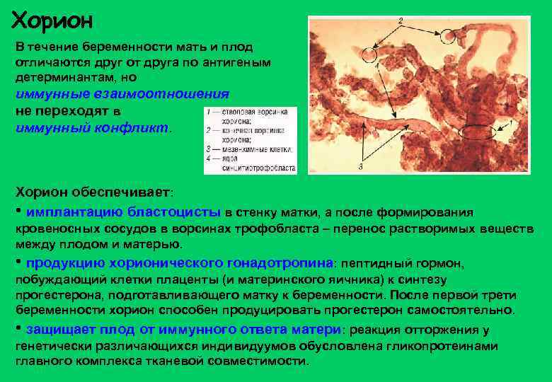 Хорион В течение беременности мать и плод отличаются друг от друга по антигеным детерминантам,