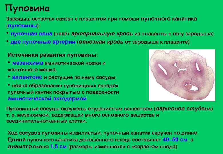 Пуповина Зародыш остается связан с плацентой при помощи пупочного канатика (пуповины): • пупочная вена