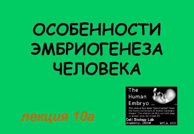ОСОБЕННОСТИ ЭМБРИОГЕНЕЗА ЧЕЛОВЕКА лекция 10 а 