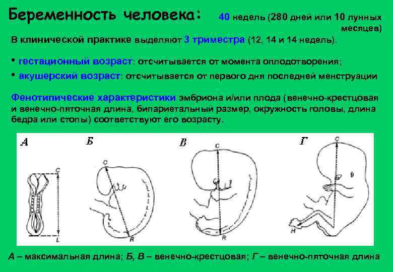 Беременность человека: 40 недель (280 дней или 10 лунных месяцев) В клинической практике выделяют