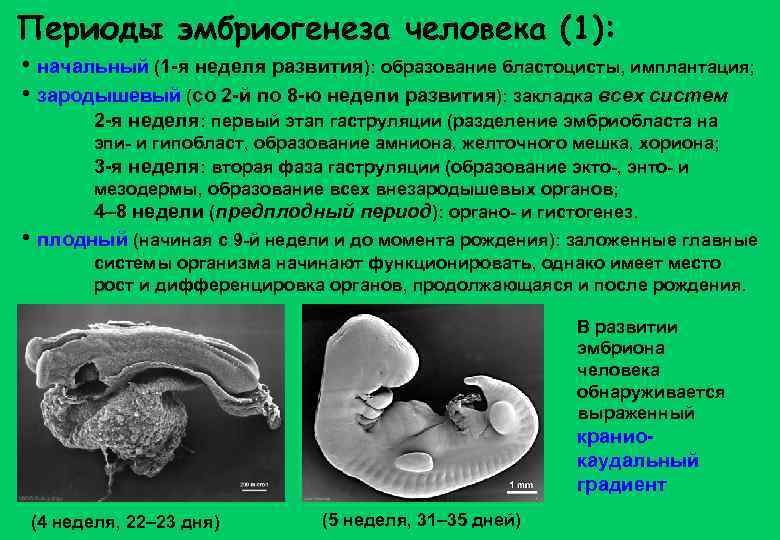 Периоды эмбриогенеза человека (1): • начальный (1 -я неделя развития): образование бластоцисты, имплантация; •