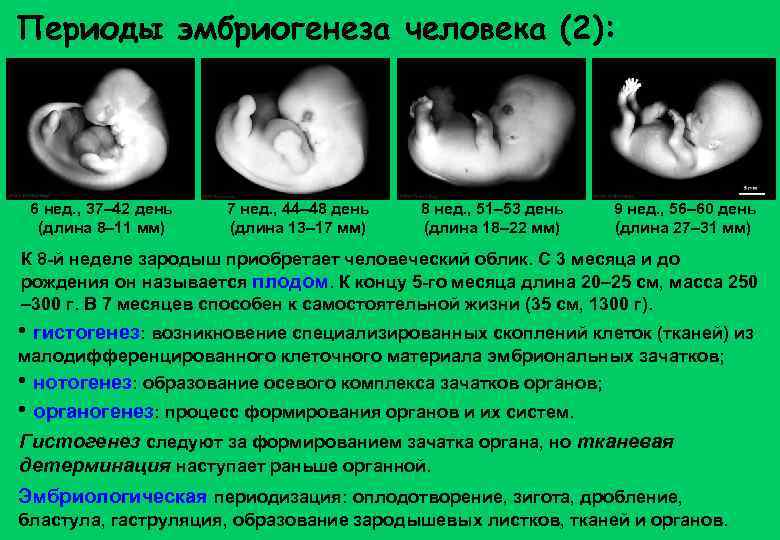 Периоды эмбриогенеза человека (2): 6 нед. , 37– 42 день (длина 8– 11 мм)