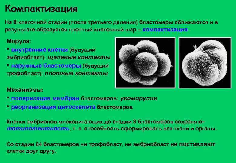 Компактизация На 8 -клеточной стадии (после третьего деления) бластомеры сближаются и в результате образуется