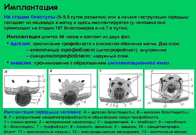 Имплантация На стадии бластулы (5– 5, 5 суток развития) или в начале гаструляции зародыш