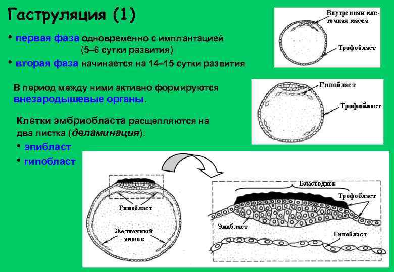 Гаструляция (1) • первая фаза одновременно с имплантацией (5– 6 сутки развития) • вторая