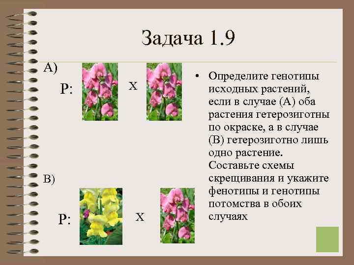  Задача 1. 9 А) • Определите генотипы Р: Х исходных растений, если в