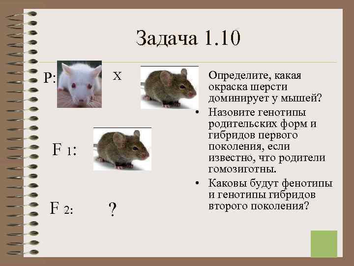  Задача 1. 10 Р: Х • Определите, какая окраска шерсти доминирует у мышей?