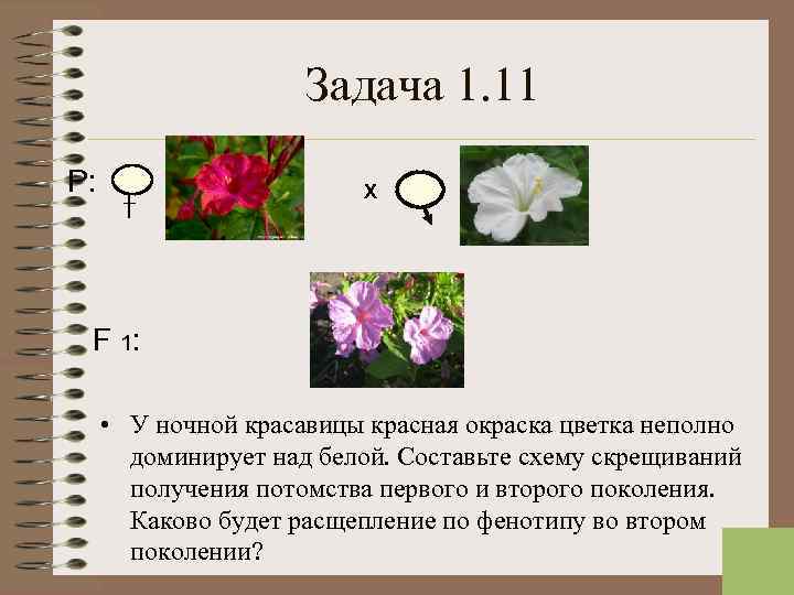  Задача 1. 11 Р: Х F 1: • У ночной красавицы красная окраска