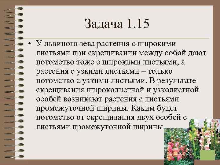  Задача 1. 15 • У львиного зева растения с широкими листьями при скрещивании