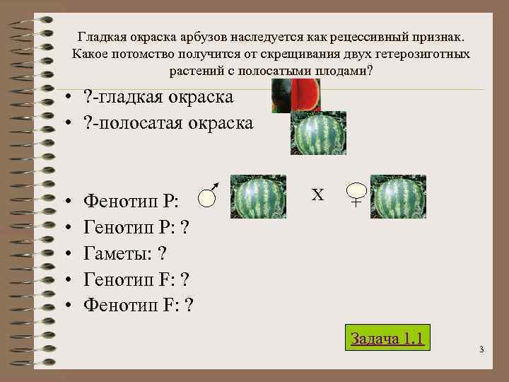  Гладкая окраска арбузов наследуется как рецессивный признак. Какое потомство получится от скрещивания двух