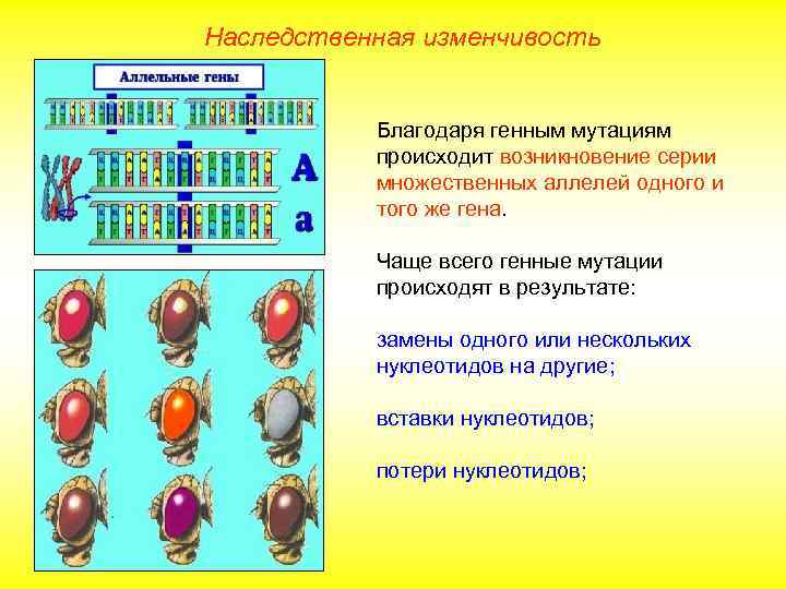 Наследственная изменчивость Благодаря генным мутациям происходит возникновение серии множественных аллелей одного и того же