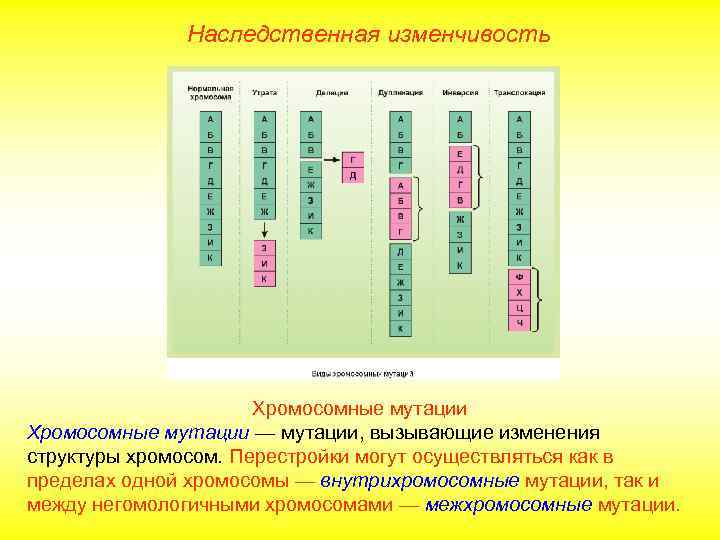 Наследственная изменчивость Хромосомные мутации — мутации, вызывающие изменения структуры хромосом. Перестройки могут осуществляться как