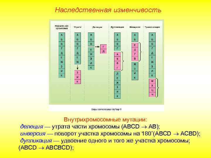 Рассмотрите фотографии хромосомных мутаций делеции инверсии дупликации
