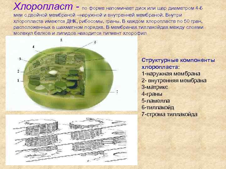 Хлоропласт - по форме напоминает диск или шар диаметром 4 -6 мкм с двойной