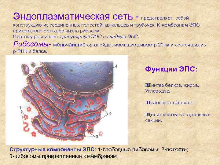 Эндоплазматическая сеть - представляет собой конструкцию из соединенных полостей, канальцев и трубочек. К мембранам