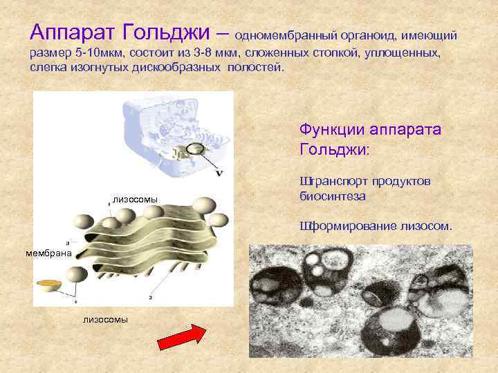 Аппарат Гольджи – одномембранный органоид, имеющий размер 5 -10 мкм, состоит из 3 -8