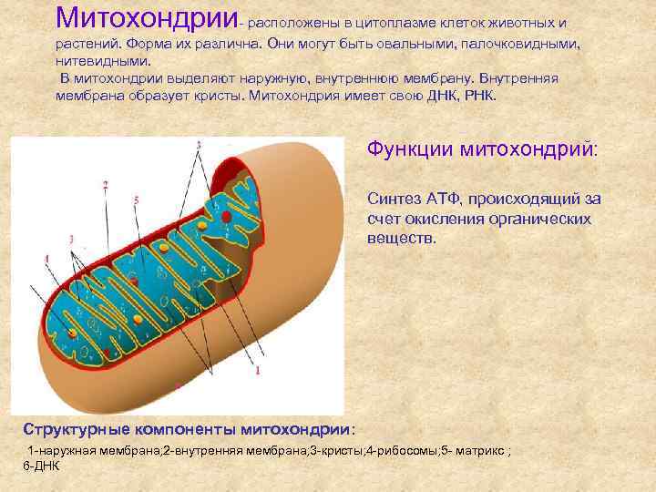 Митохондрии- расположены в цитоплазме клеток животных и растений. Форма их различна. Они могут быть