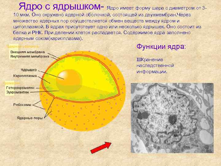 Ядро с ядрышком- Ядро имеет форму шара с диаметром от 310 мкм. Оно окружено