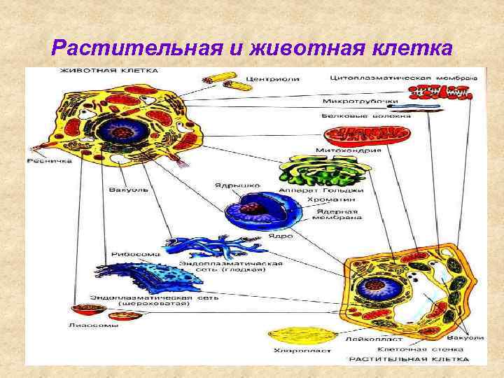 Растительная и животная клетка 