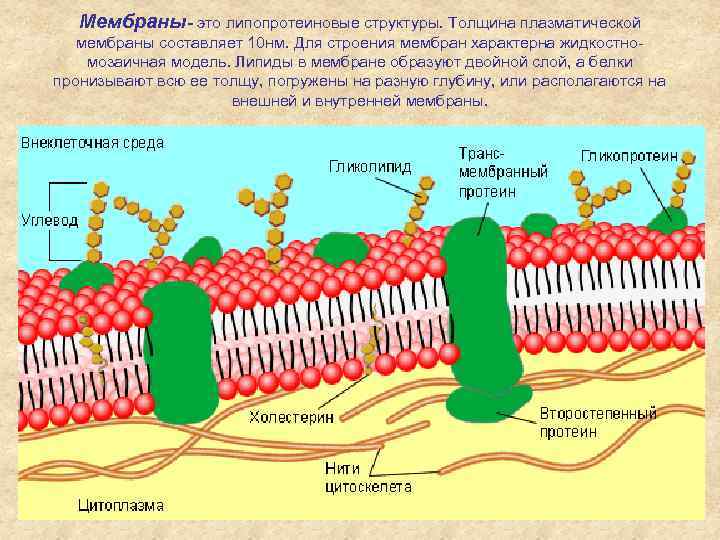 Мембраны- это липопротеиновые структуры. Толщина плазматической мембраны составляет 10 нм. Для строения мембран характерна