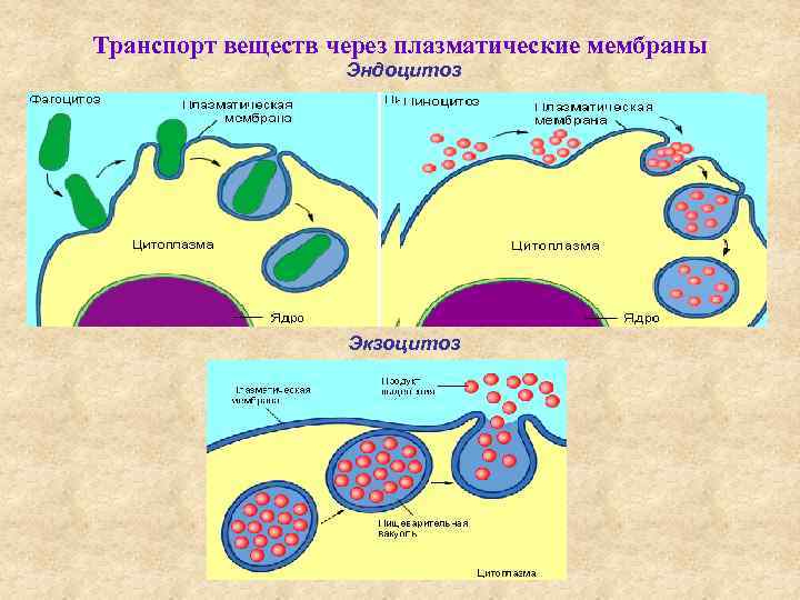 Транспорт веществ через плазматические мембраны Эндоцитоз Экзоцитоз 