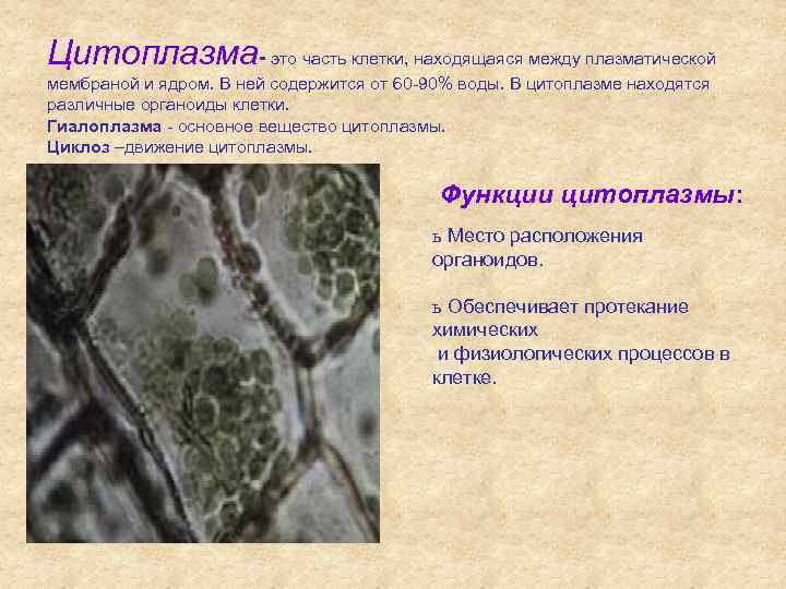 Цитоплазма- это часть клетки, находящаяся между плазматической мембраной и ядром. В ней содержится от