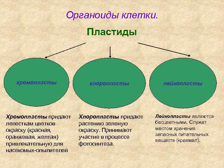 Органоиды клетки. Пластиды хромопласты Хромопласты придают лепесткам цветков окраску (красная, оранжевая, желтая) привлекательную для