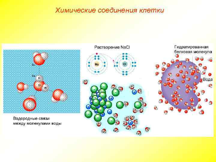 Химические соединения клетки 