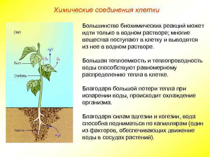 Химические соединения клетки Большинство биохимических реакций может идти только в водном растворе; многие вещества