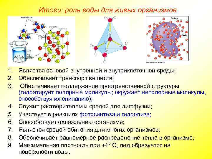 Итоги: роль воды для живых организмов 1. Является основой внутренней и внутриклеточной среды; 2.