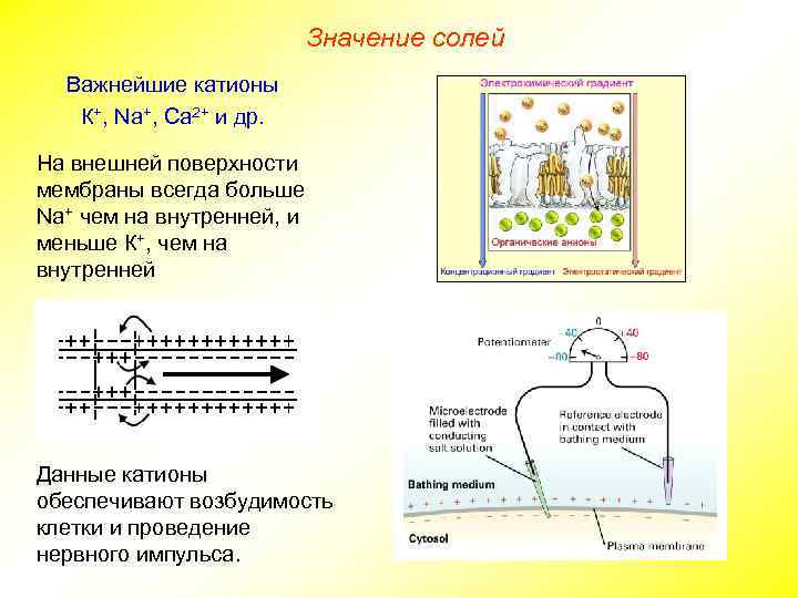 Значение солей Важнейшие катионы К+, Na+, Ca 2+ и др. На внешней поверхности мембраны