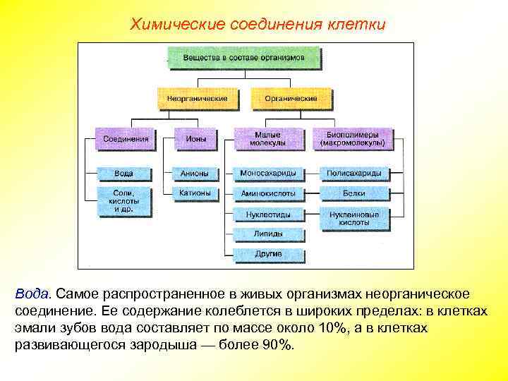 Химические соединения клетки Вода. Самое распространенное в живых организмах неорганическое соединение. Ее содержание колеблется