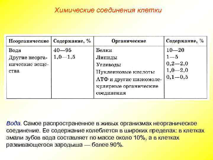 Химические соединения клетки Вода. Самое распространенное в живых организмах неорганическое соединение. Ее содержание колеблется