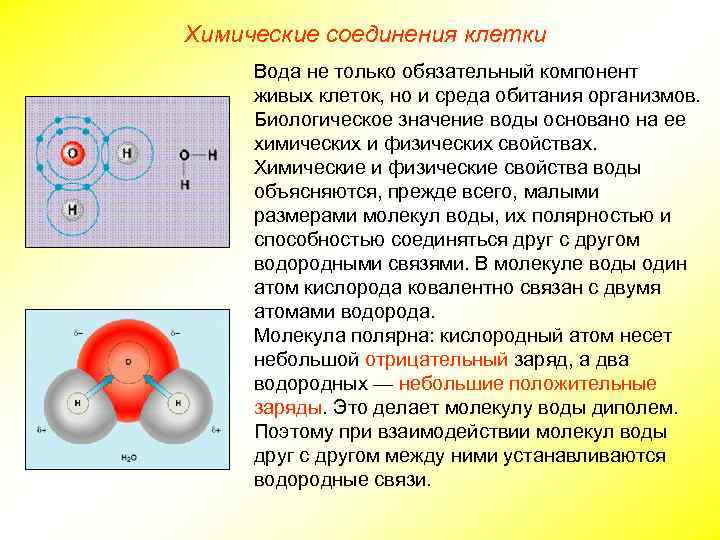 Химические соединения клетки Вода не только обязательный компонент живых клеток, но и среда обитания